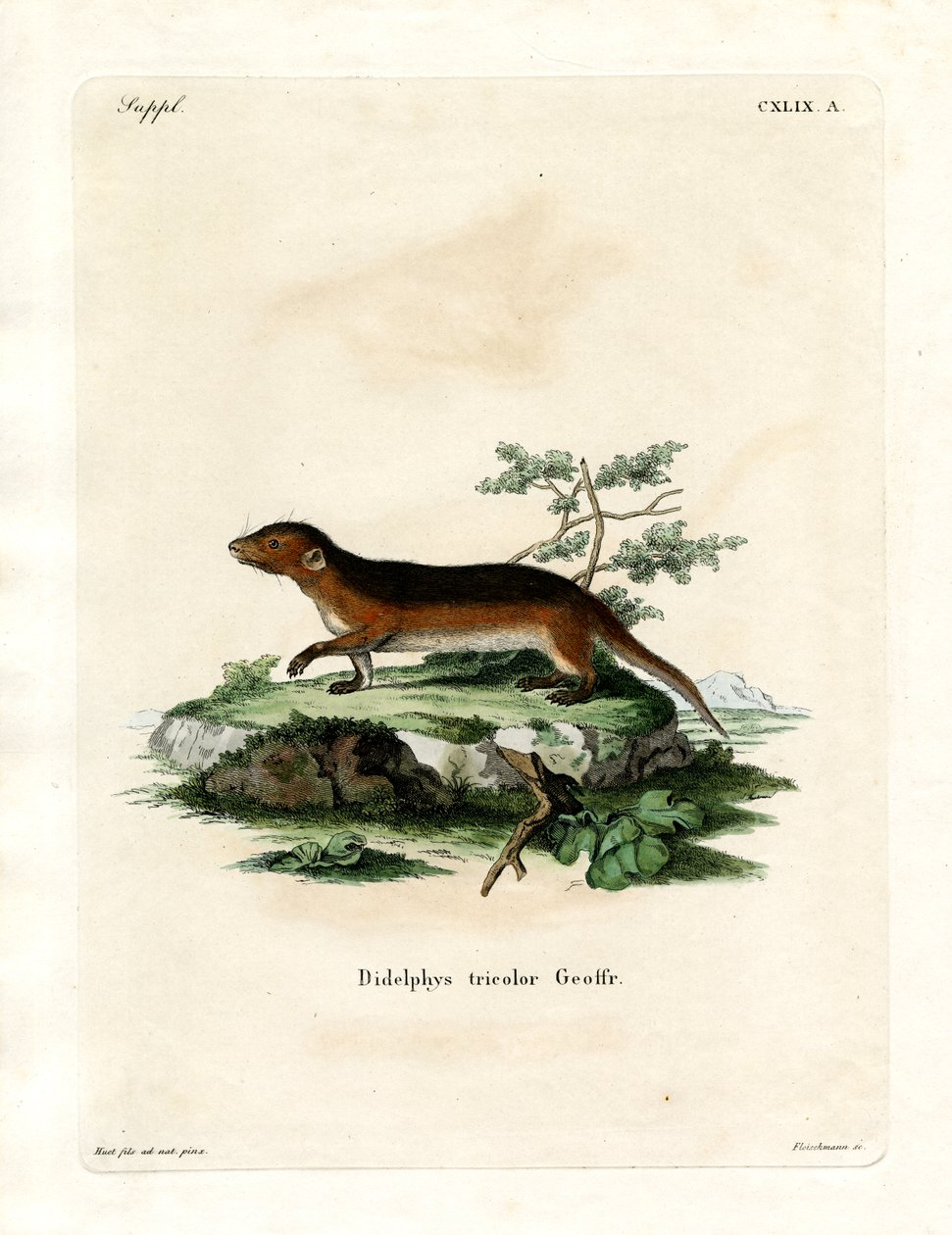 Southern Red-sided Opossum by German School