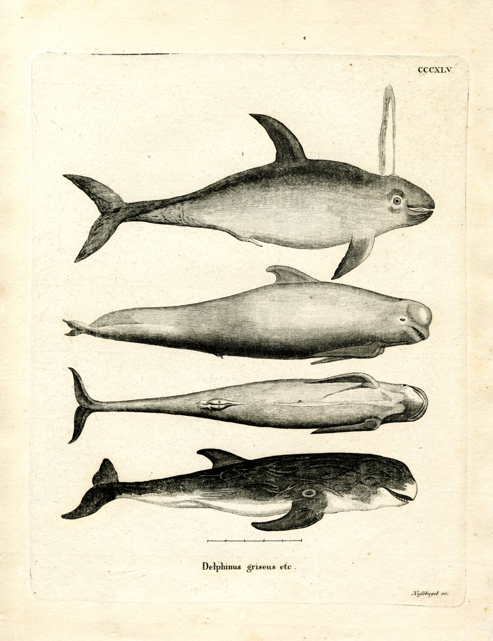 Species of Dolphins by German School