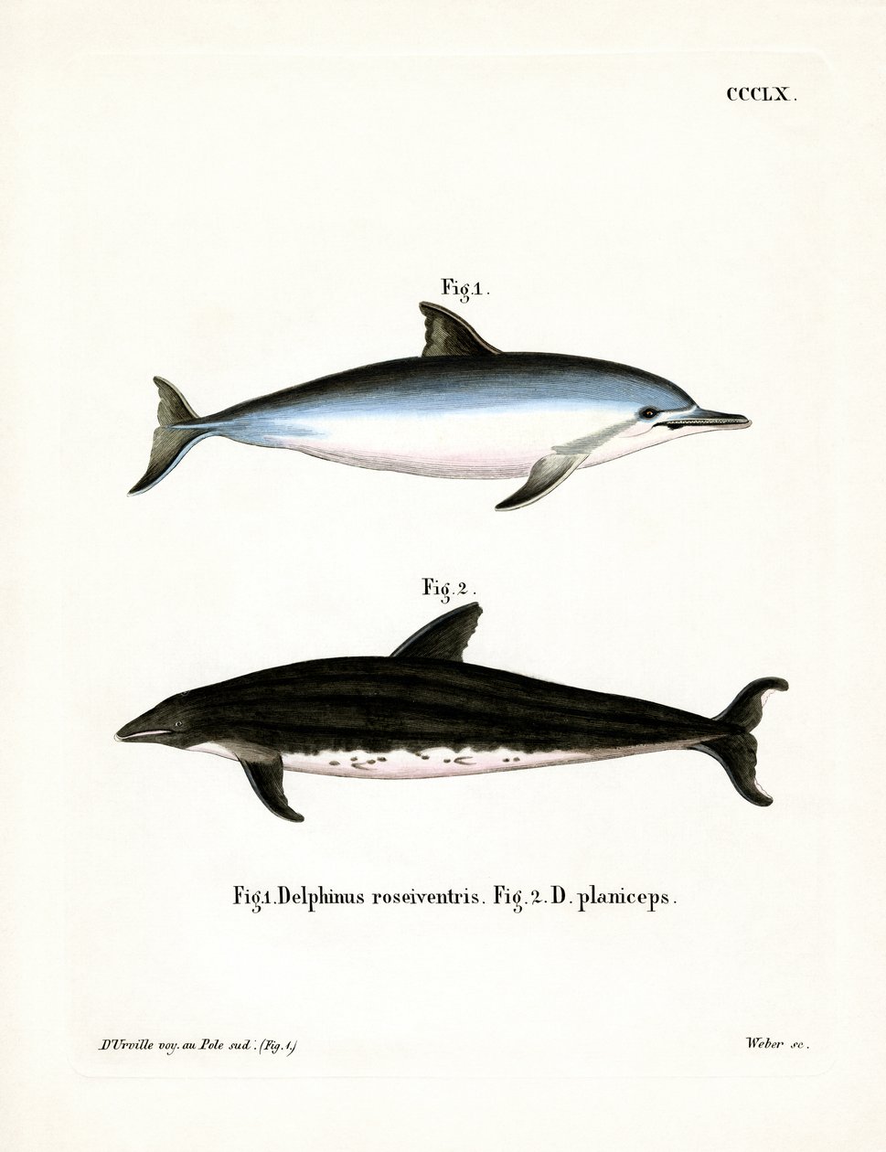 Spinner Dolphin by German School