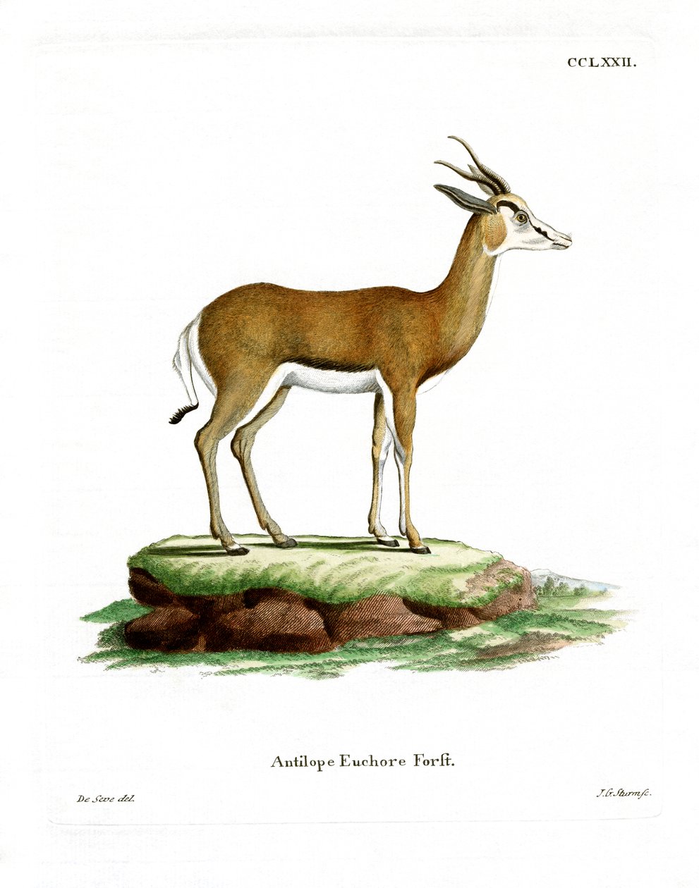 Springbok by German School