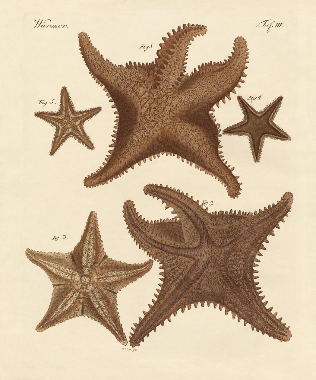 Starfish by German School