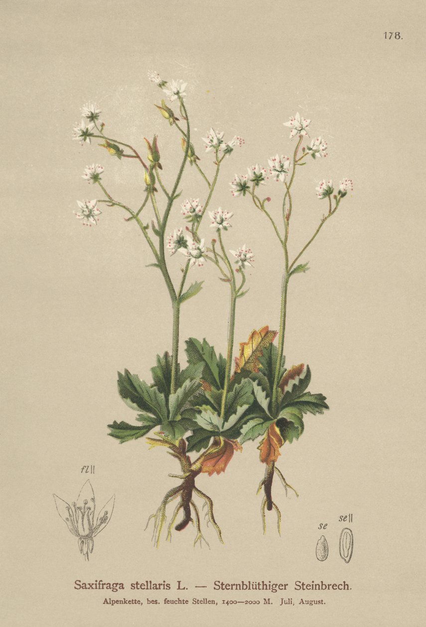 Starry Saxifrage by German School