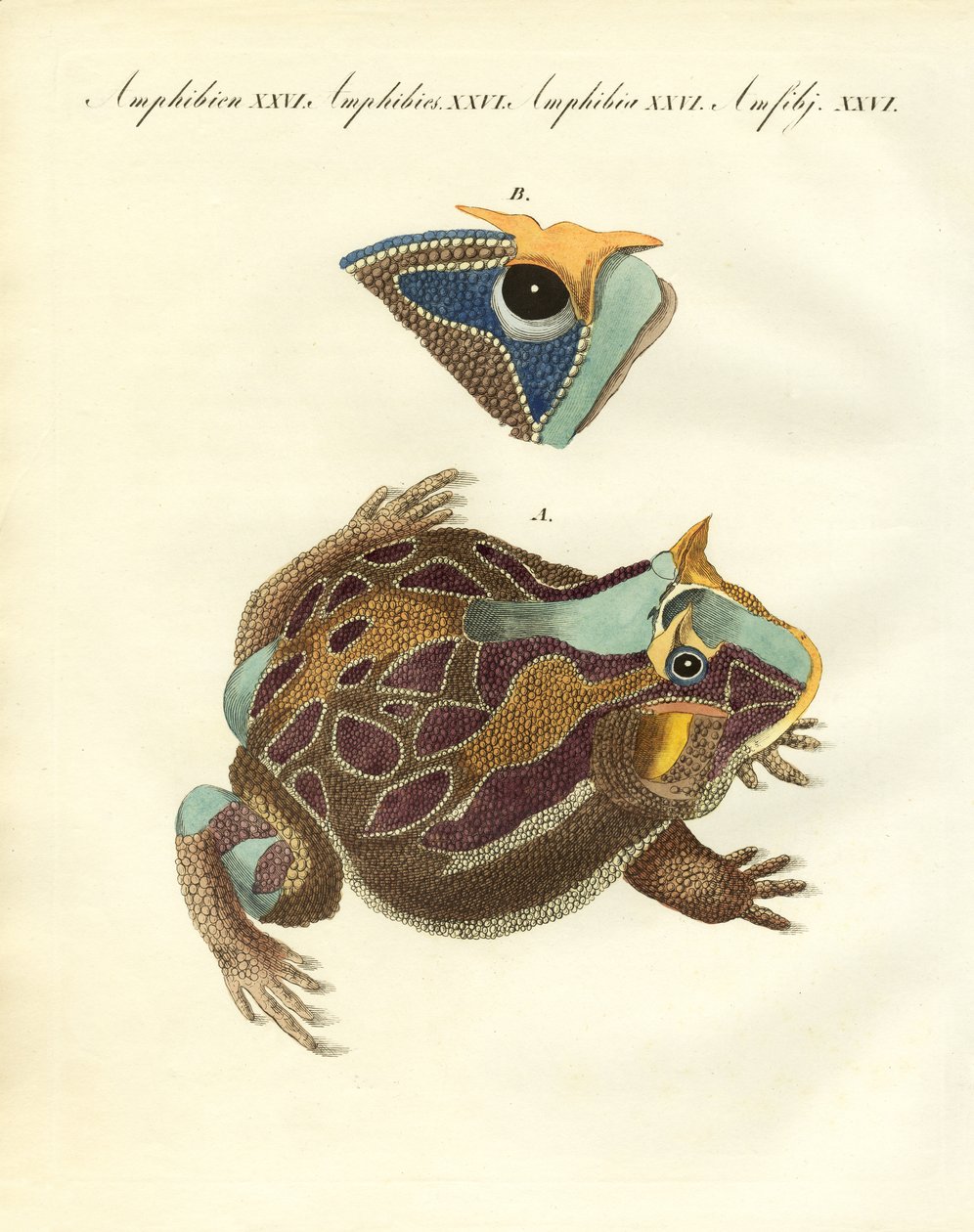 Strange Amphibians by German School