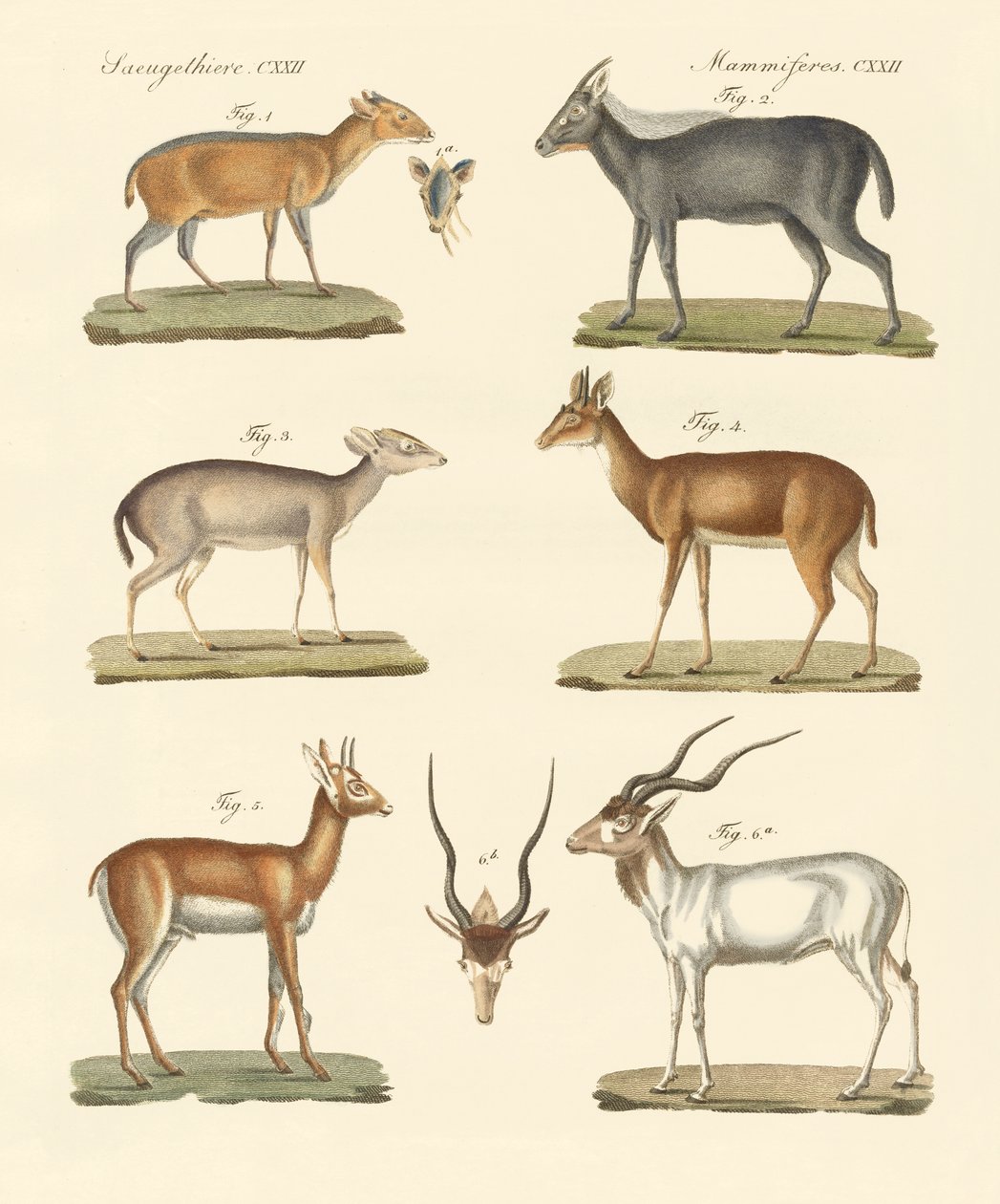 Strange Antelopes by German School