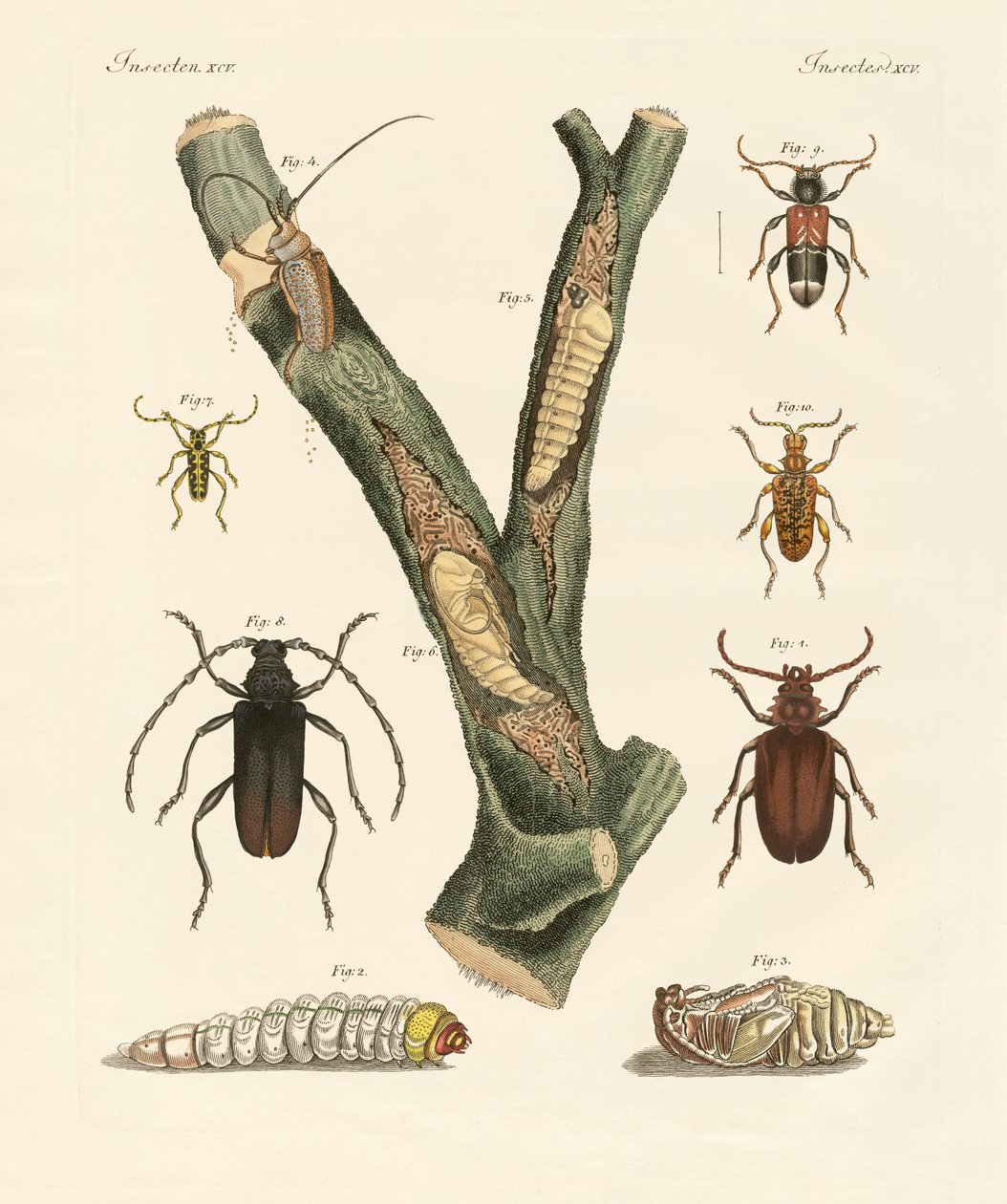Strange Beetles by German School