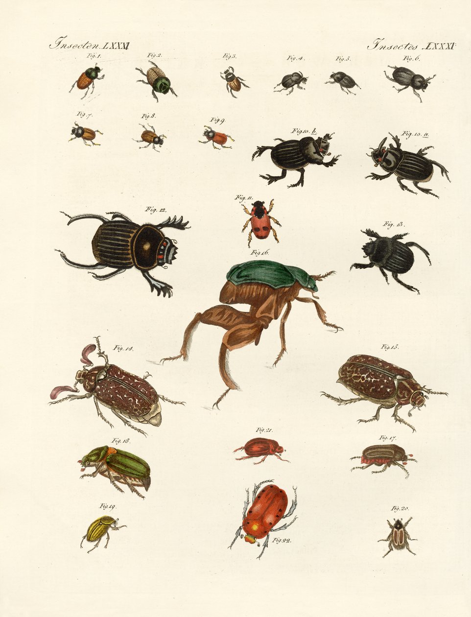 Strange beetles by German School