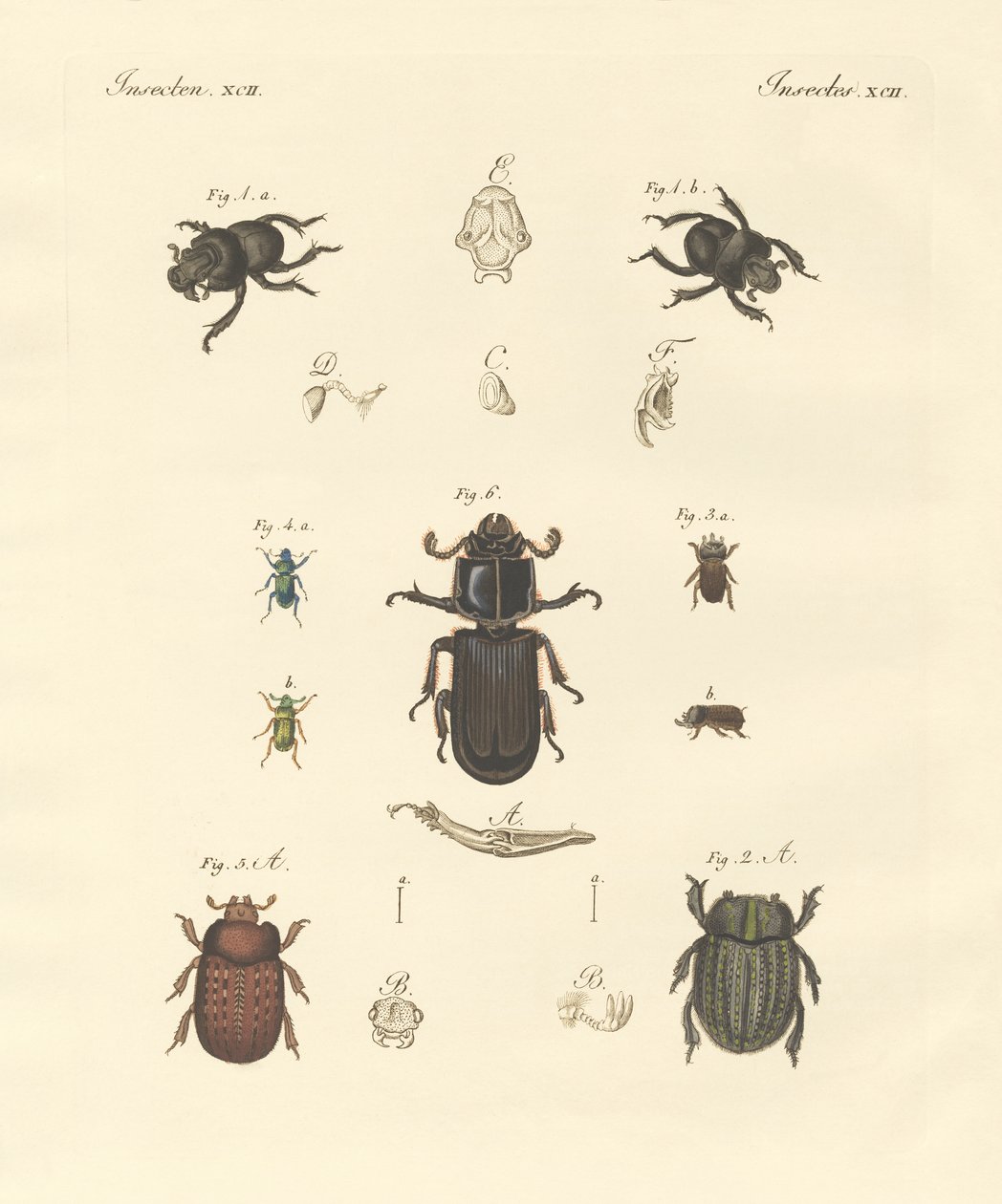 Strange beetles by German School