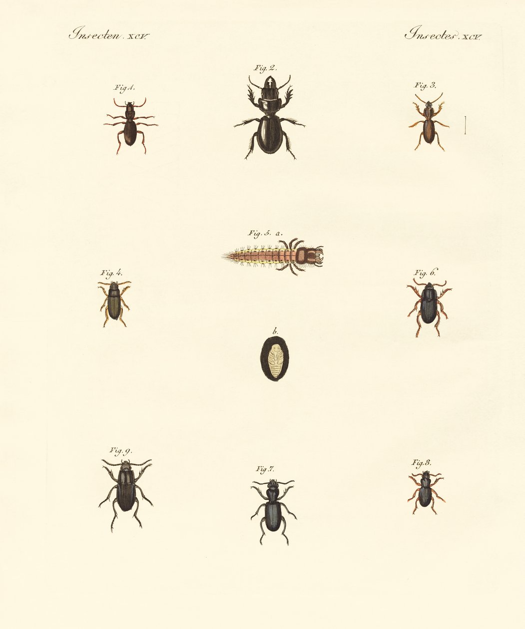 Strange beetles by German School