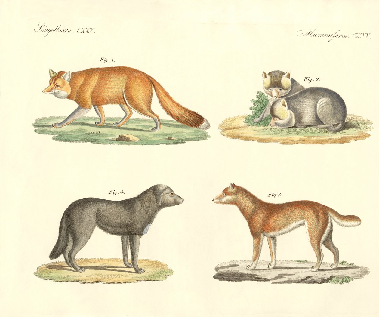 Strange Dogs and Foxes by German School