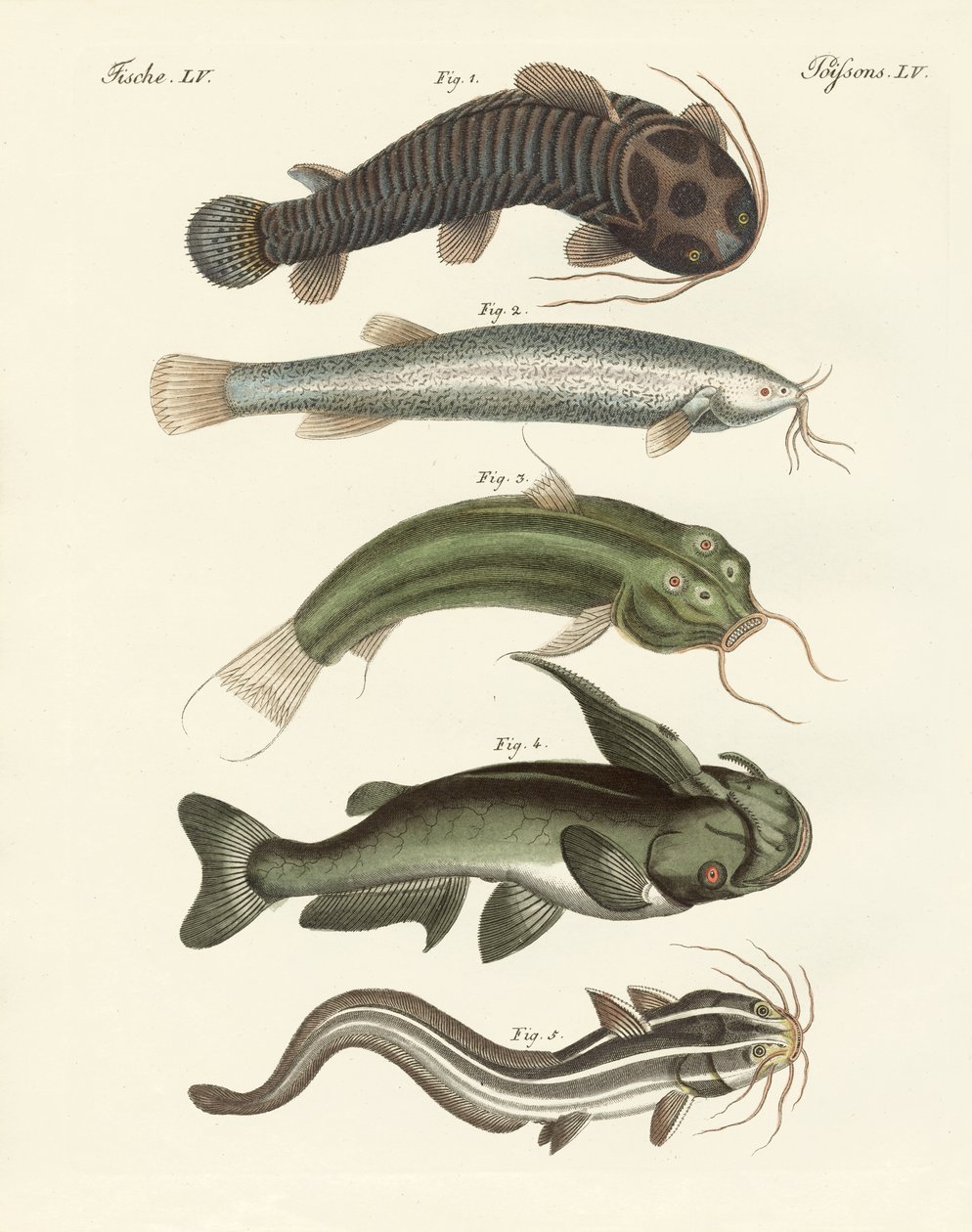 Strange Fish by German School