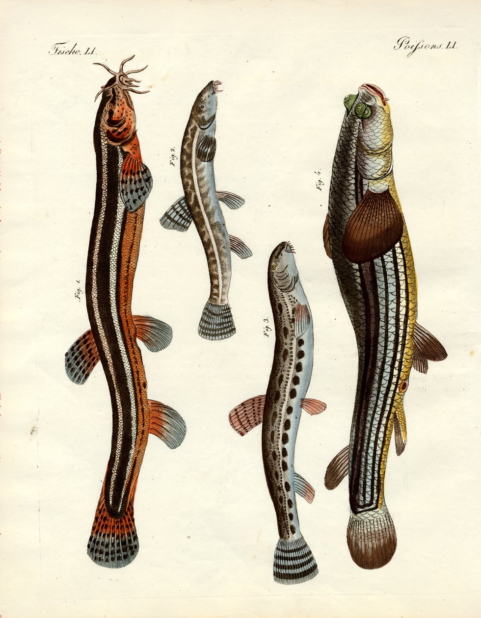 Strange fish by German School