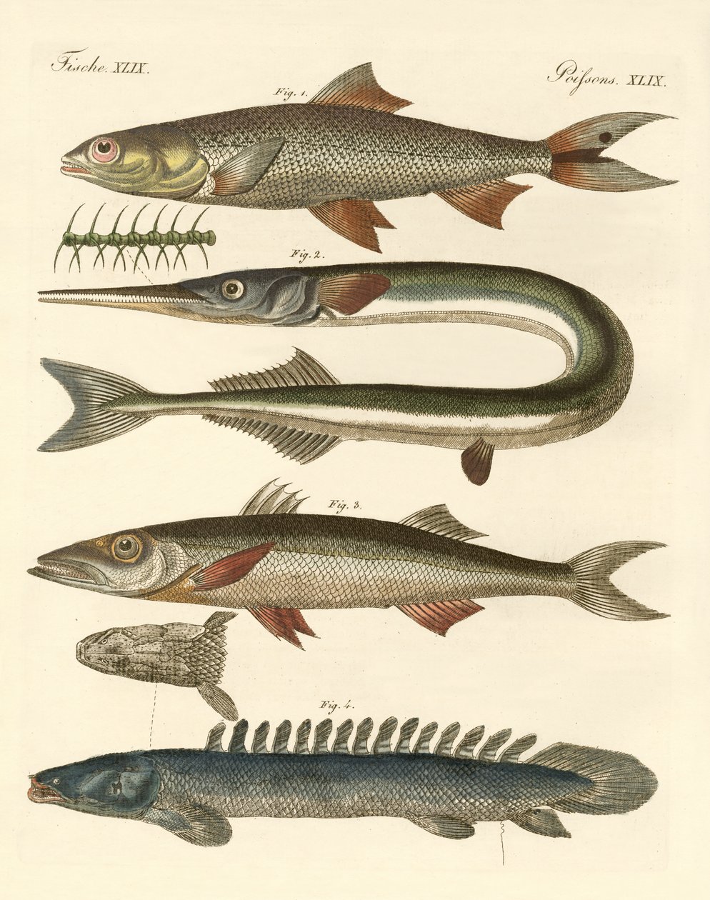 Strange fish by German School