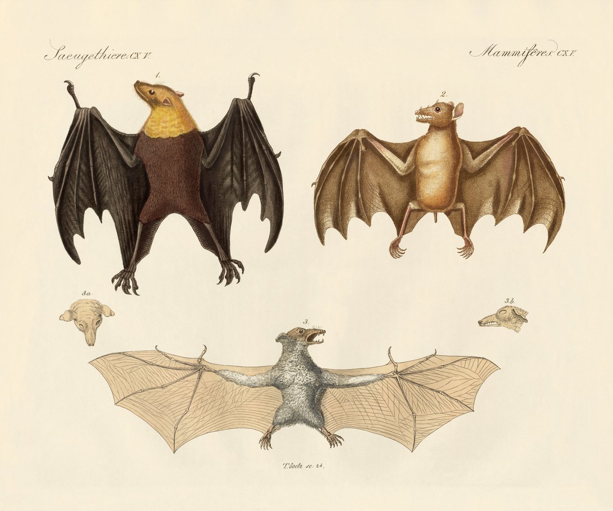 Strange flap animals by German School