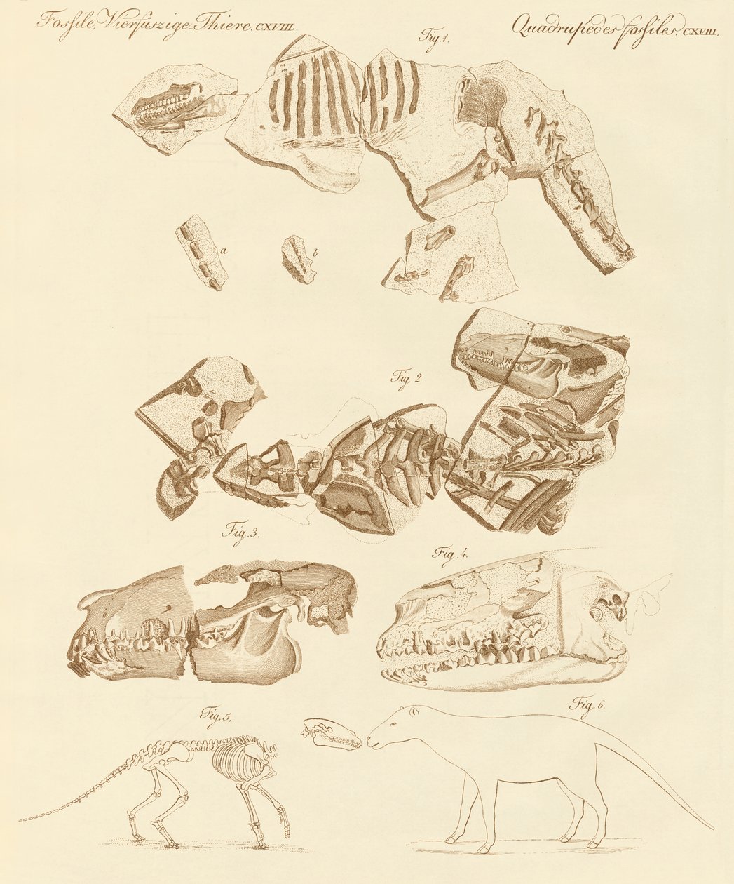 Strange Fossils of Four-Footed Animals by German School