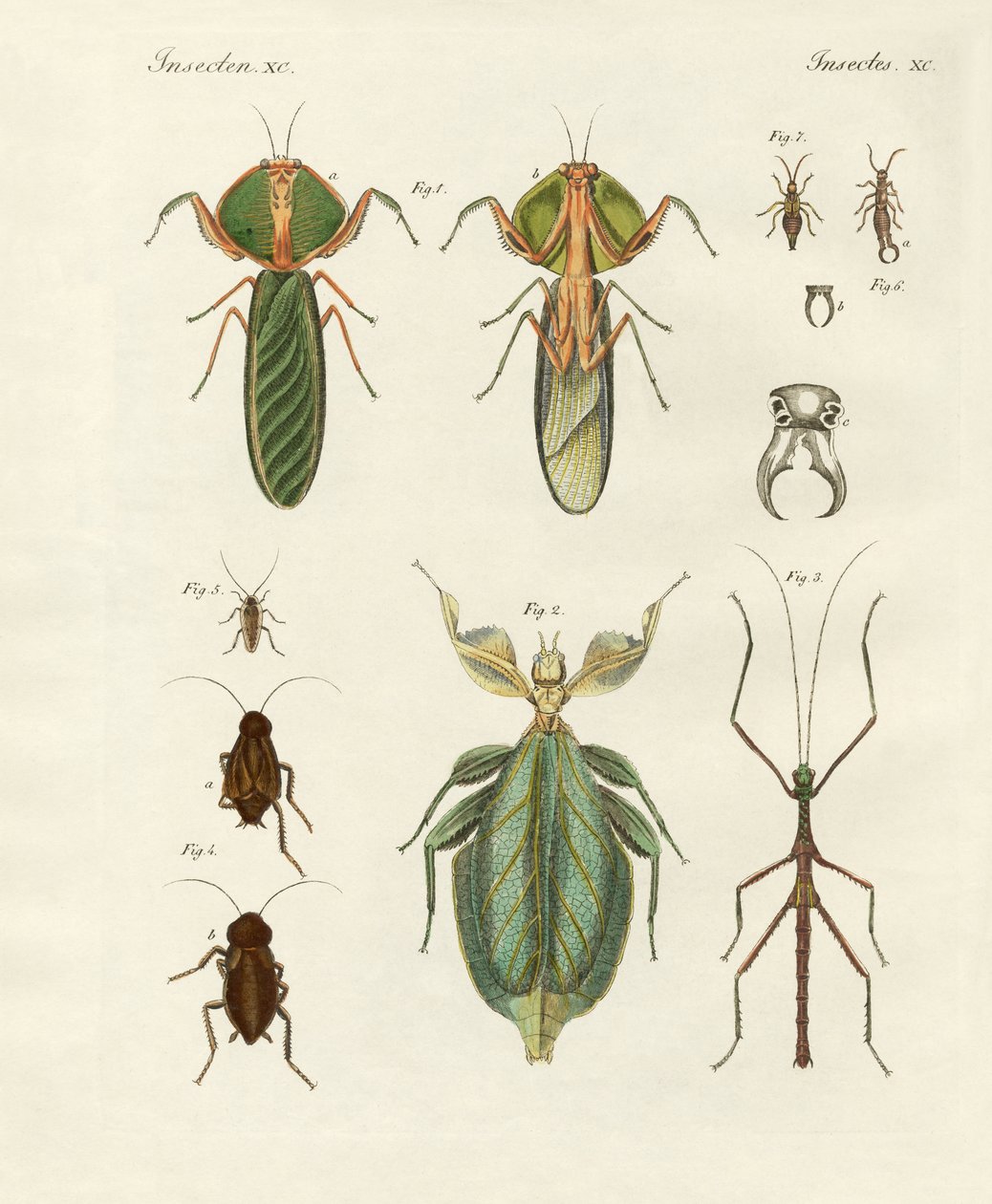 Strange insects by German School