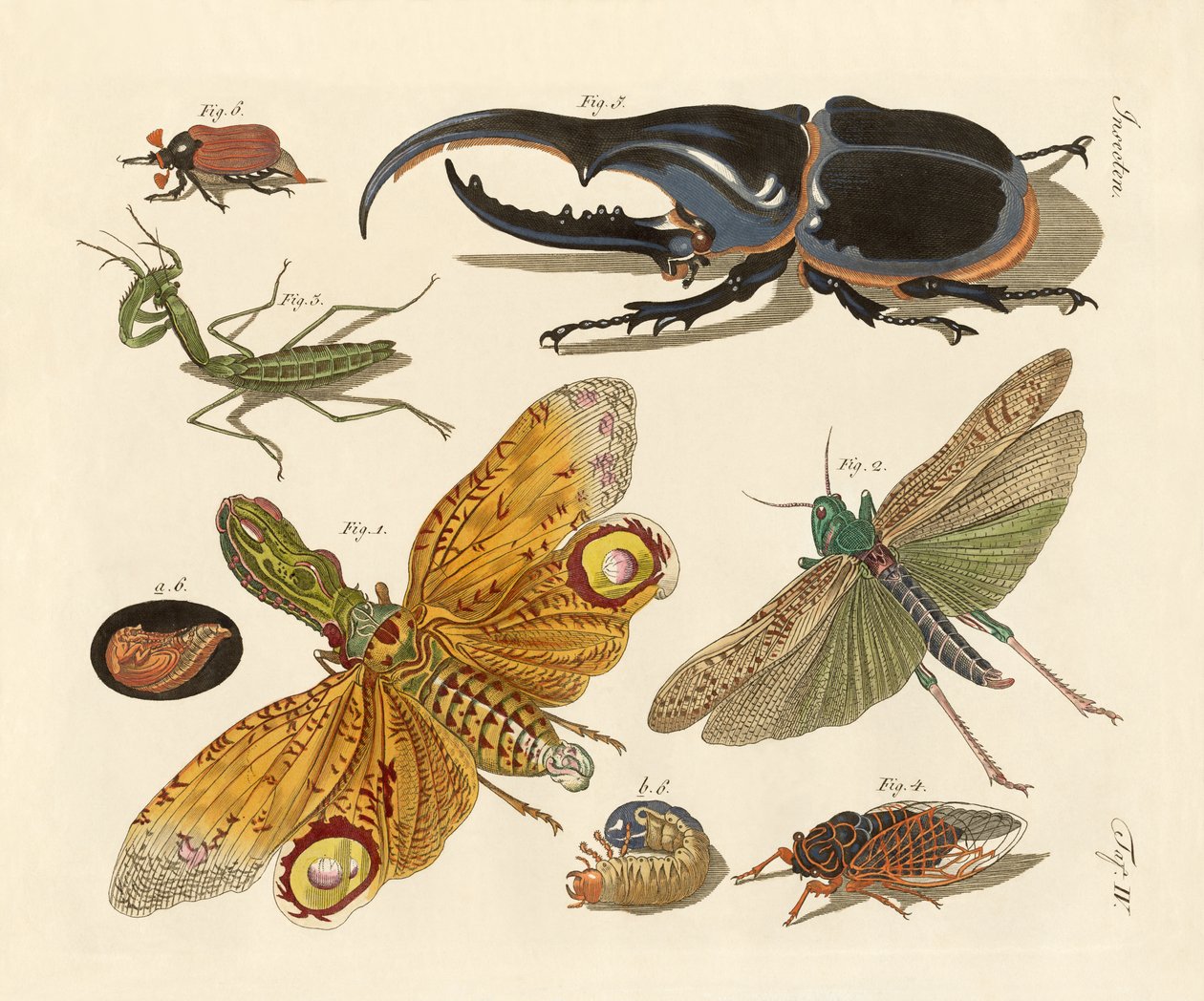 Strange insects by German School