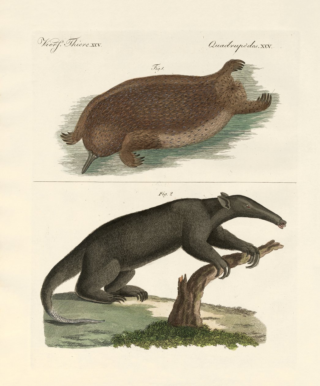 Strange Mammals by German School