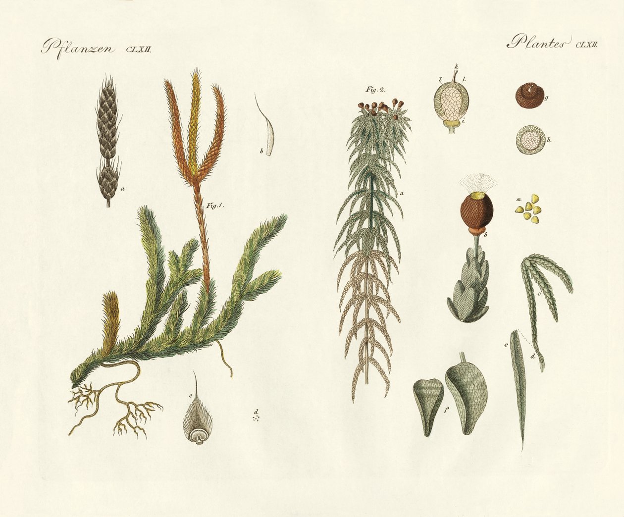 Strange Mosses by German School