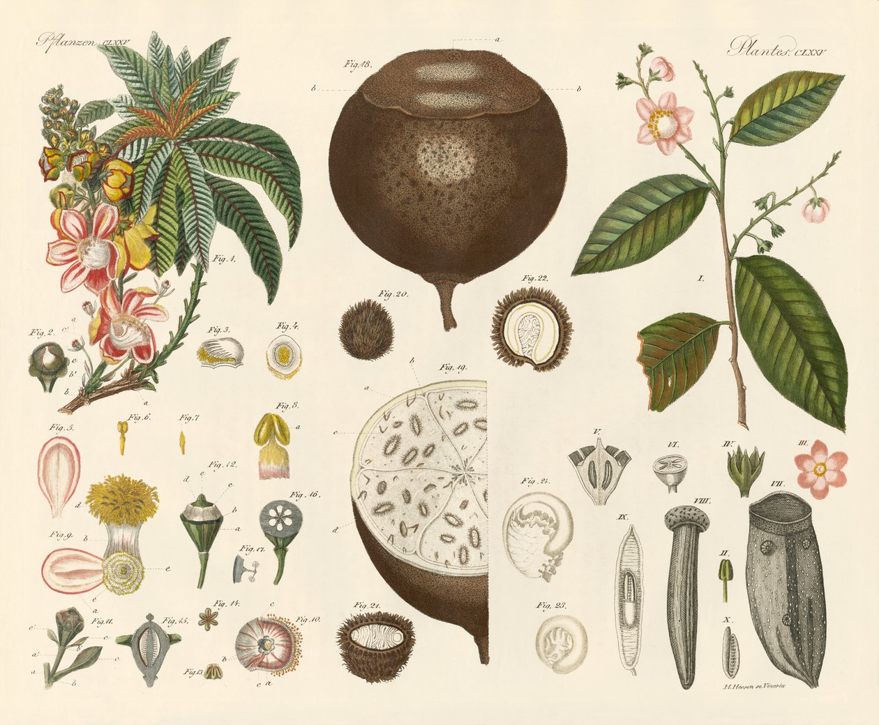 Strange Plants by German School