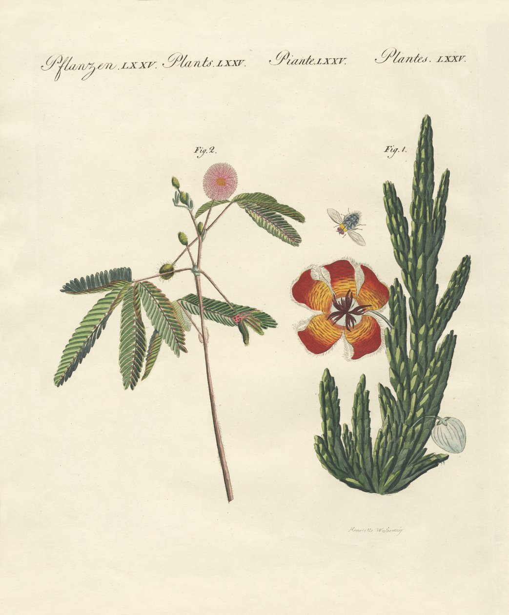 Strange Plants by German School