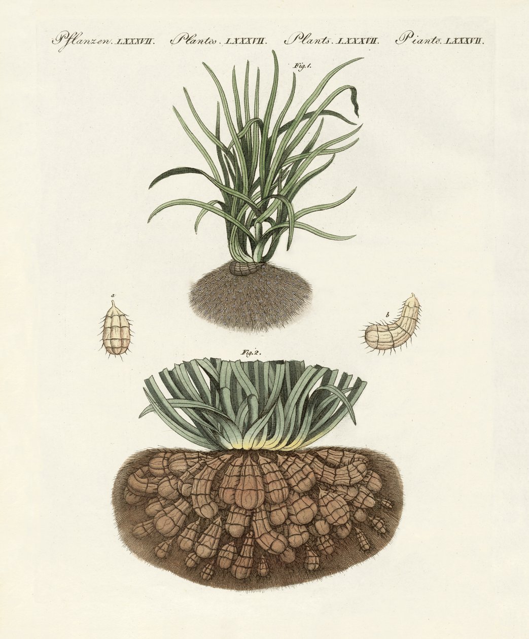 Strange Plants by German School
