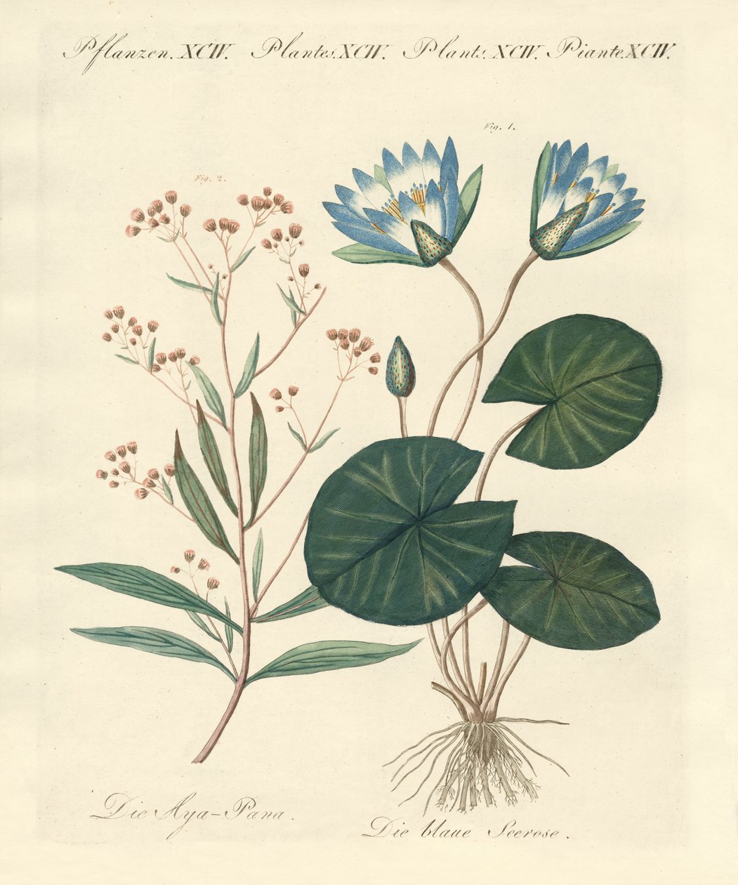 Strange Plants by German School