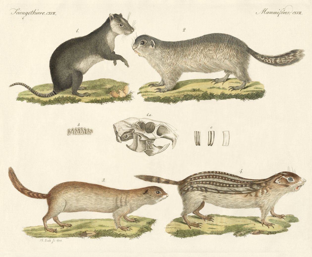 Strange Rodents by German School