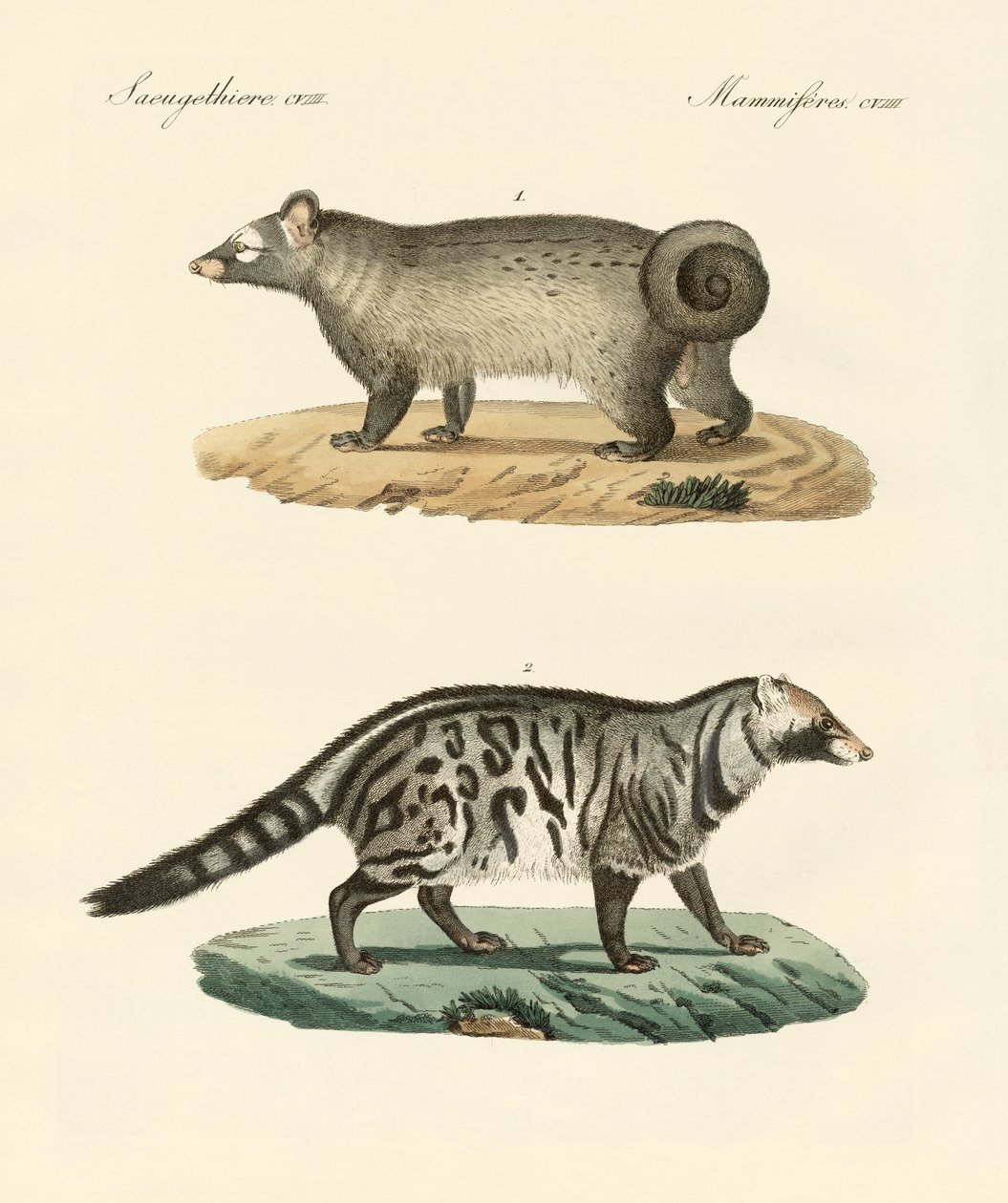 Strange skunks by German School