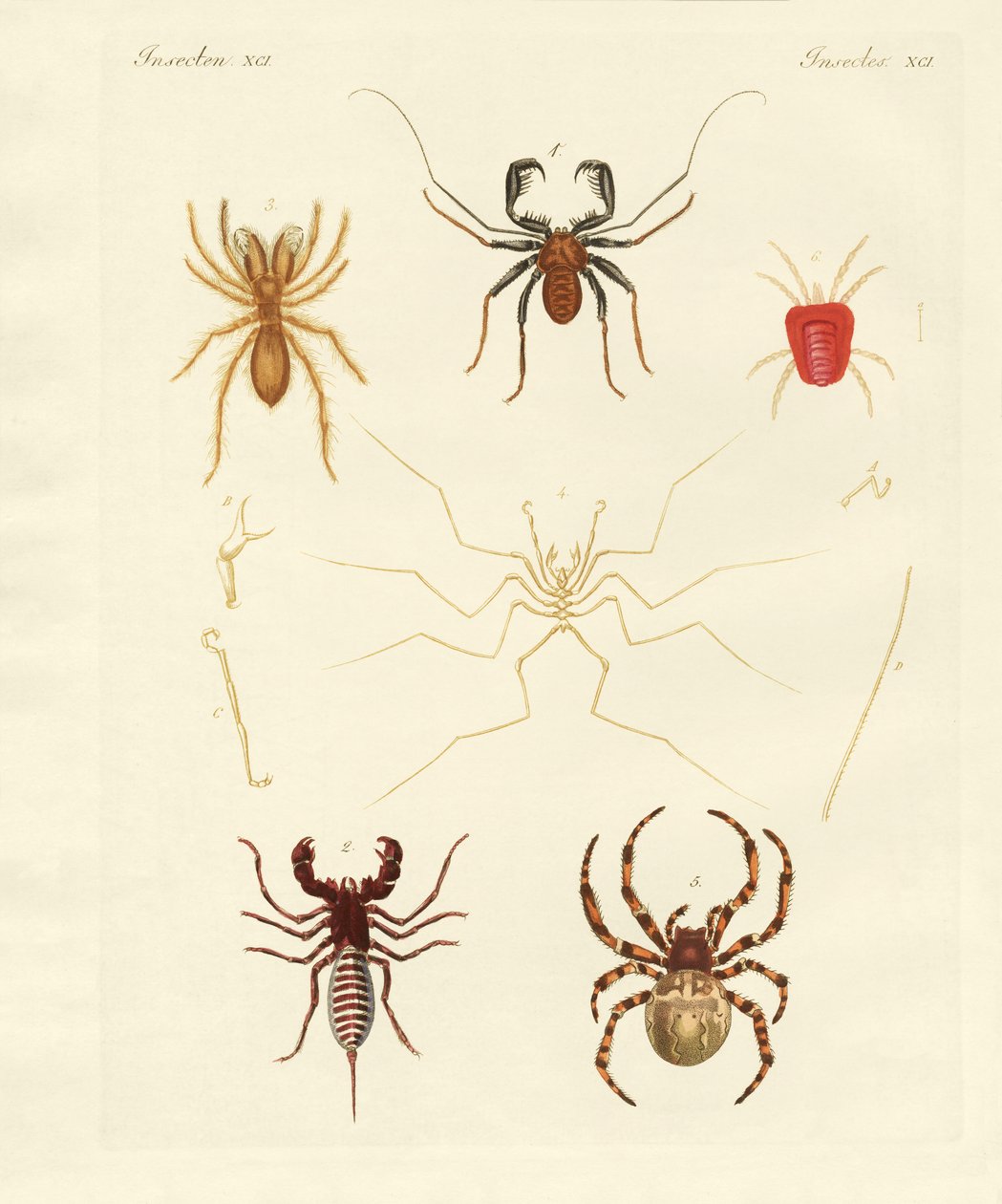 Strange Spiders by German School