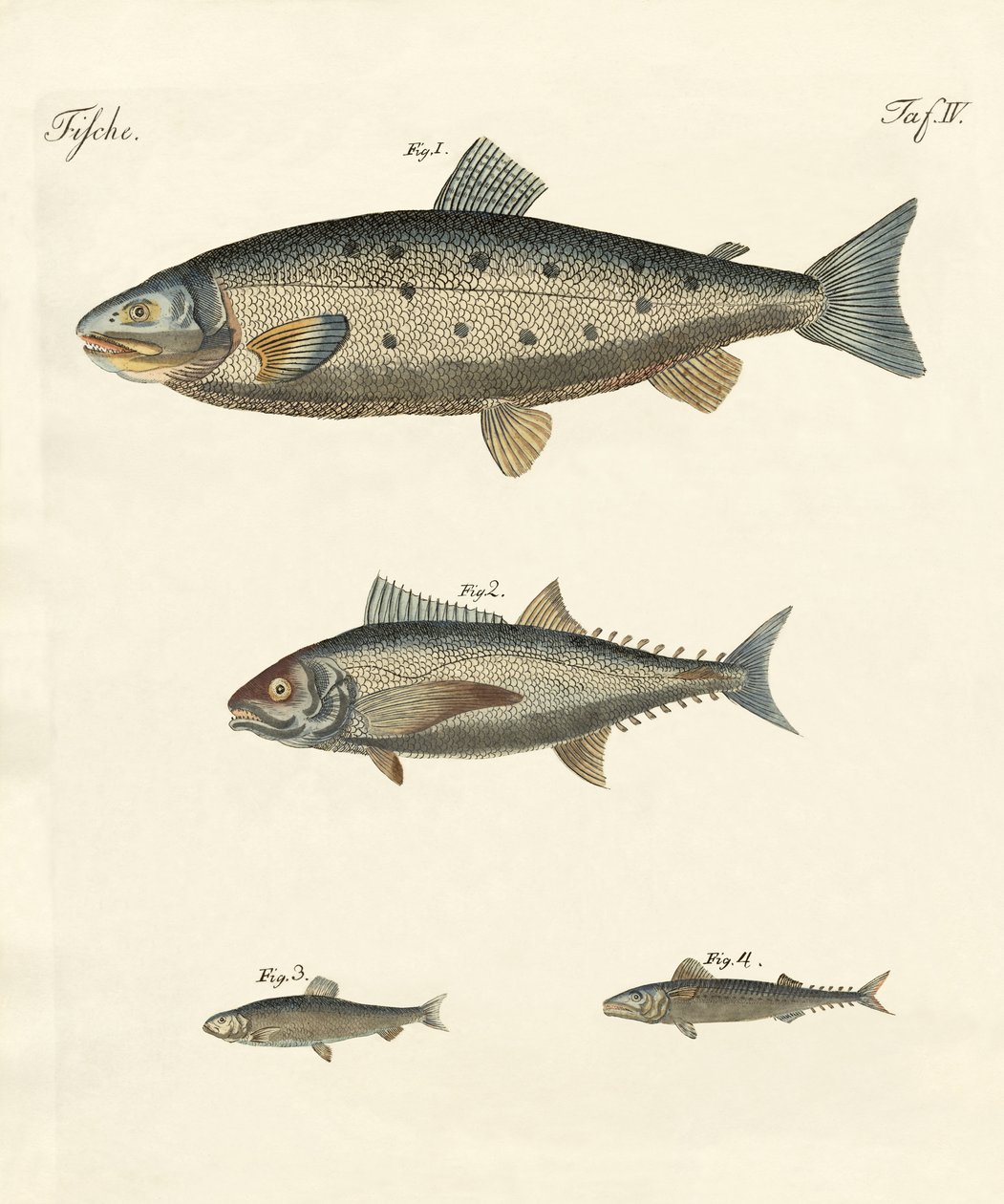 Strange trading fish by German School