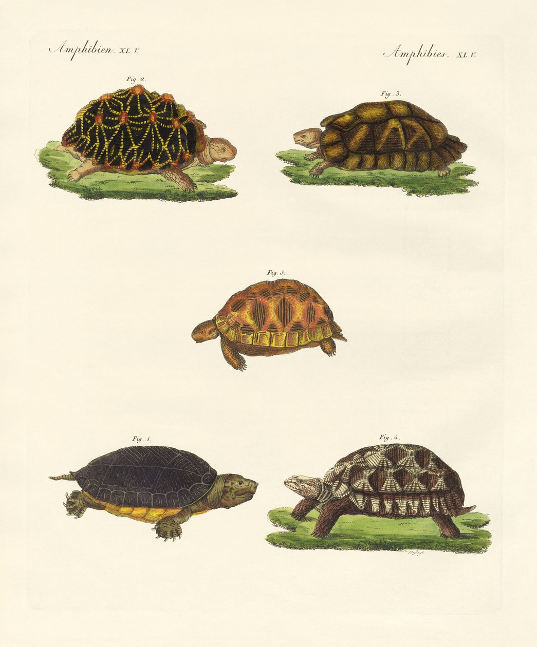 Strange Turtles by German School
