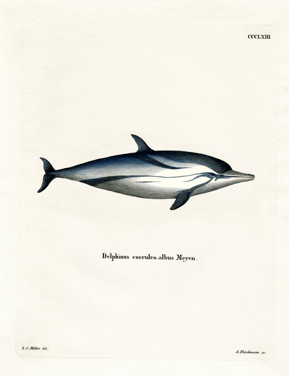 Striped Dolphin by German School