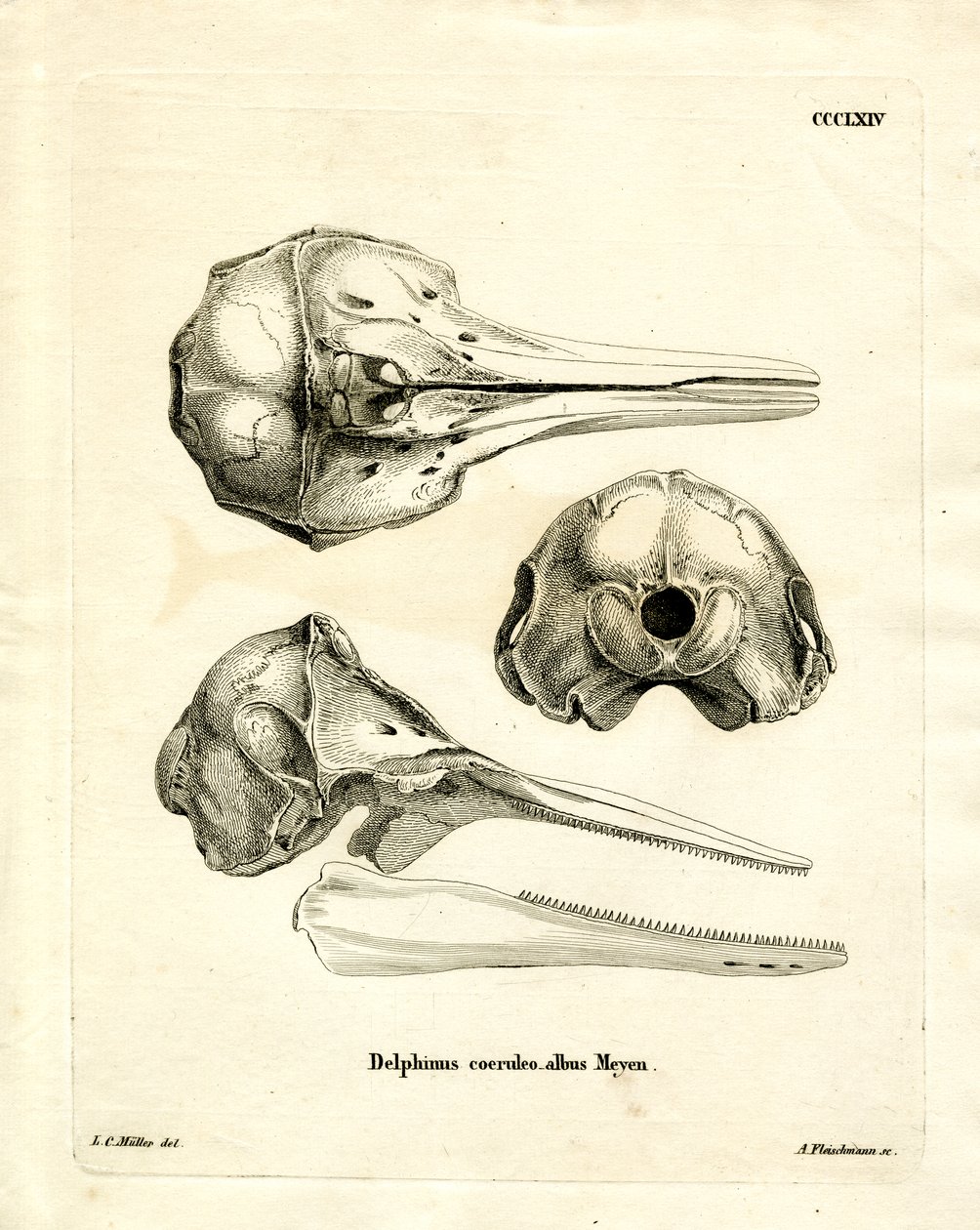 Striped Dolphin Skull by German School