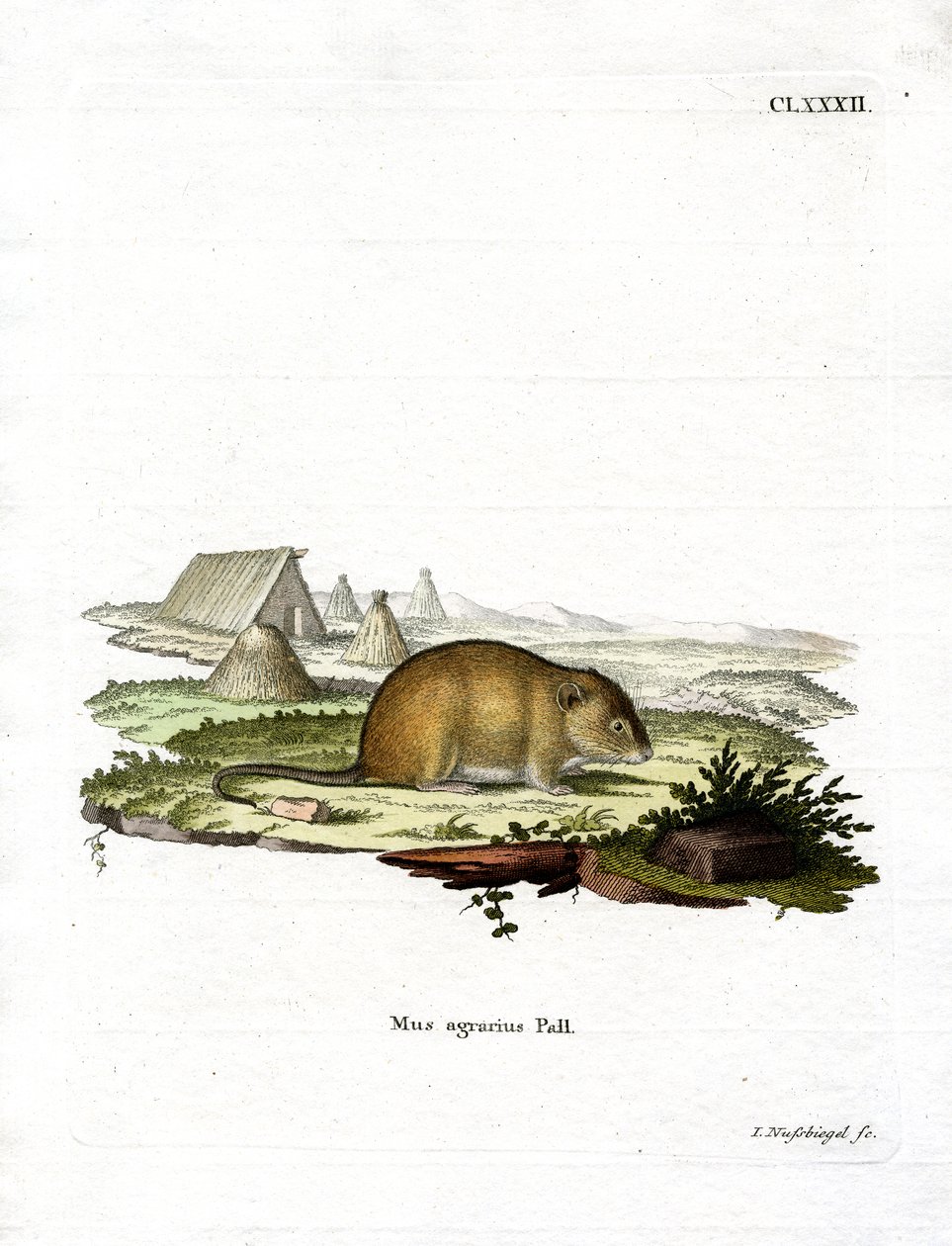 Striped Field Mouse by German School