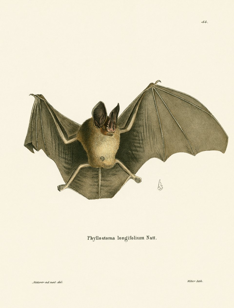 Striped Hairy-nosed Bat by German School