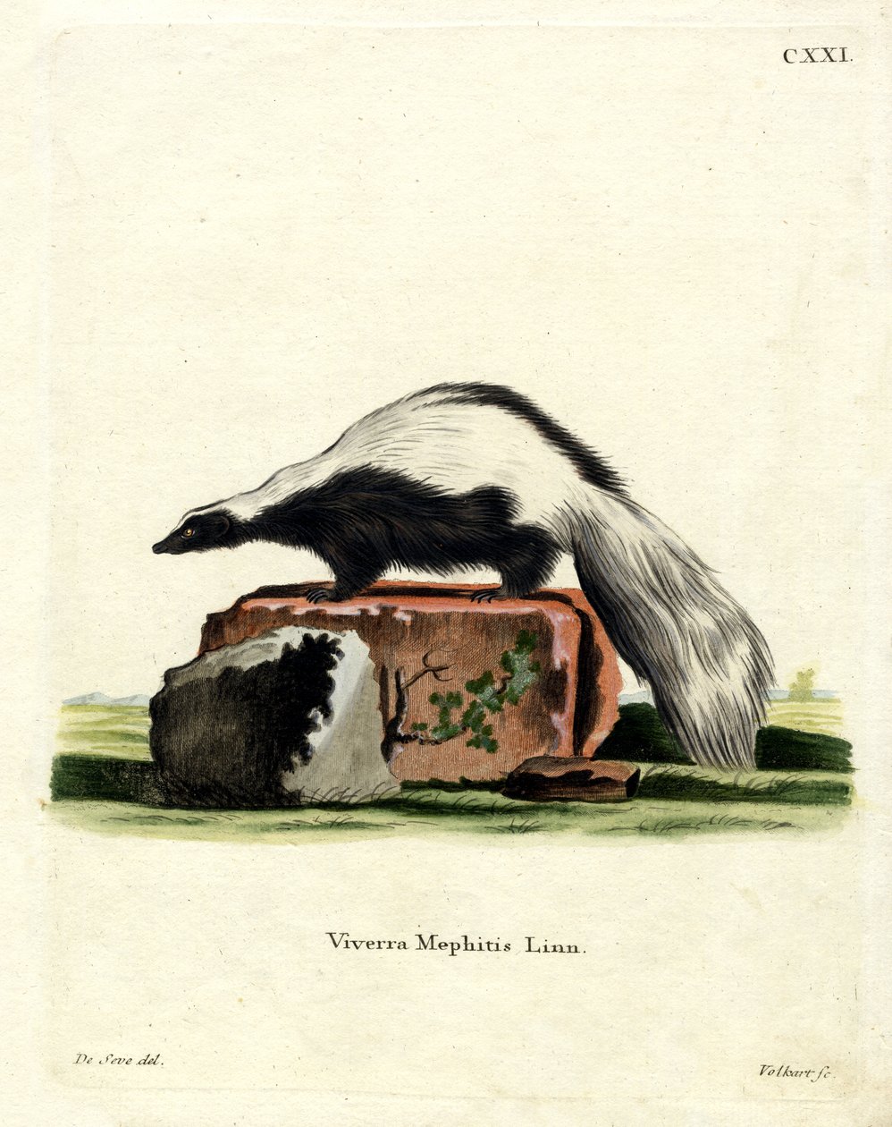 Striped Skunk by German School