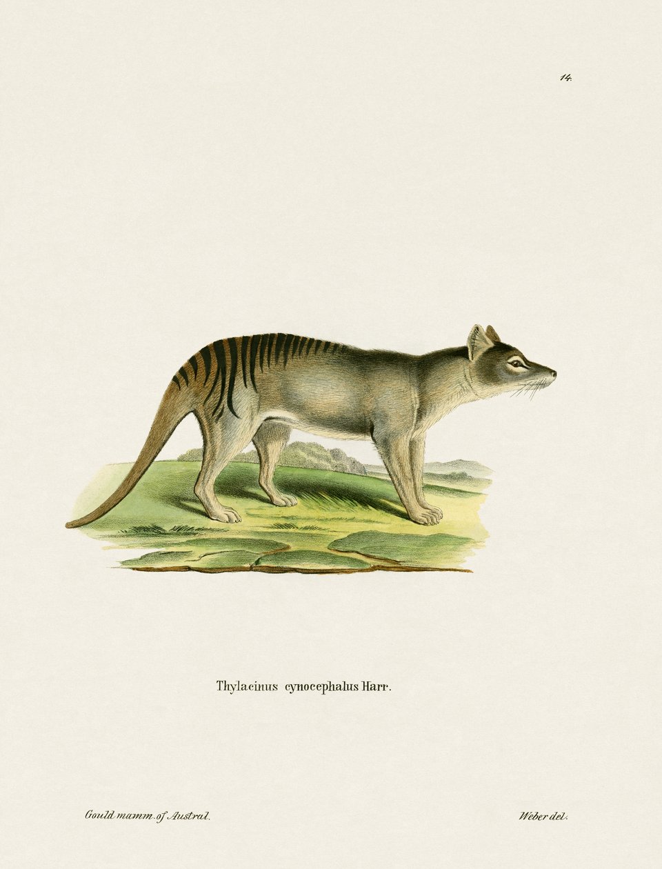 Tasmanian Tiger by German School