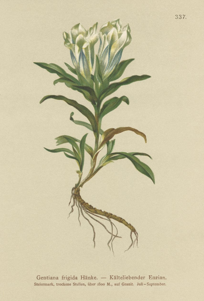Tauern Gentian by German School