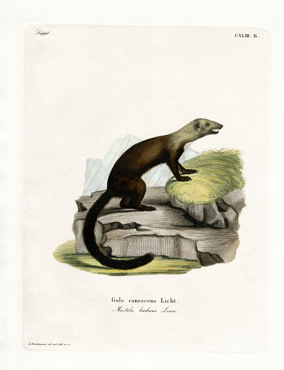 Tayra by German School