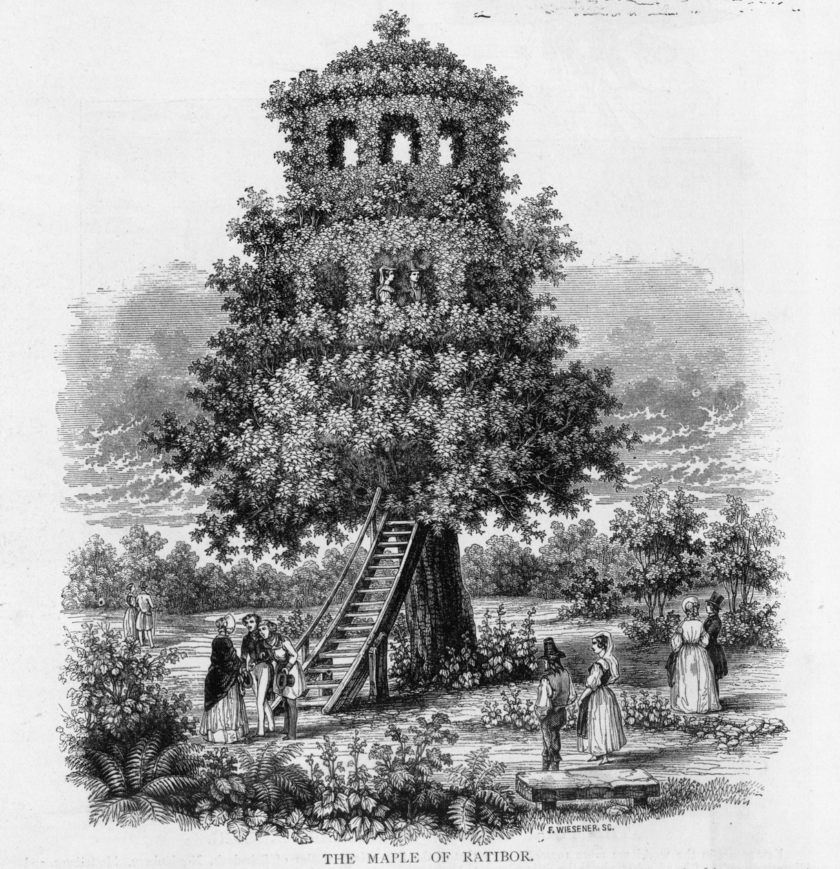 The Maple of Ratibor, Silesia, 1893 by German School