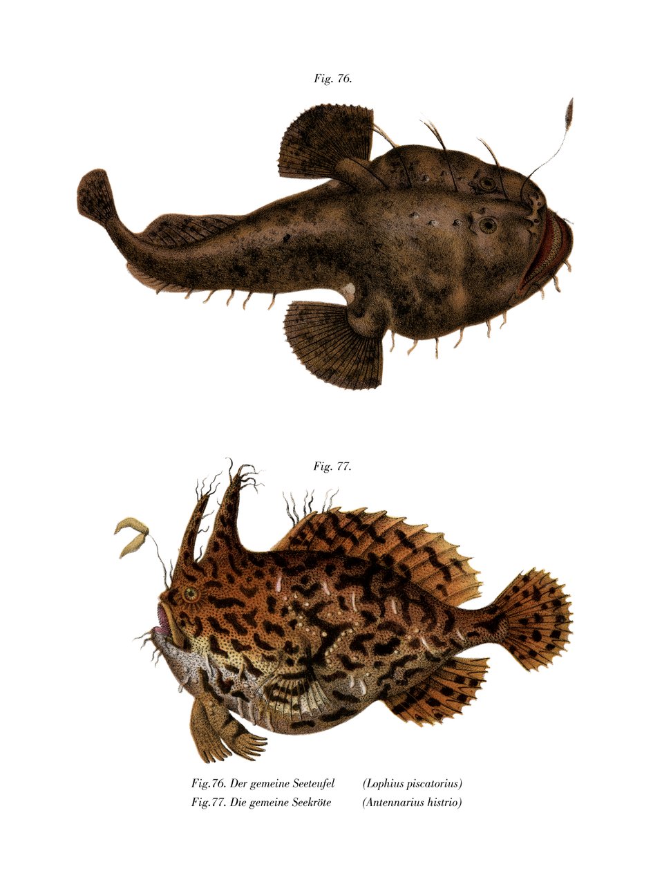 The Monkfish by German School