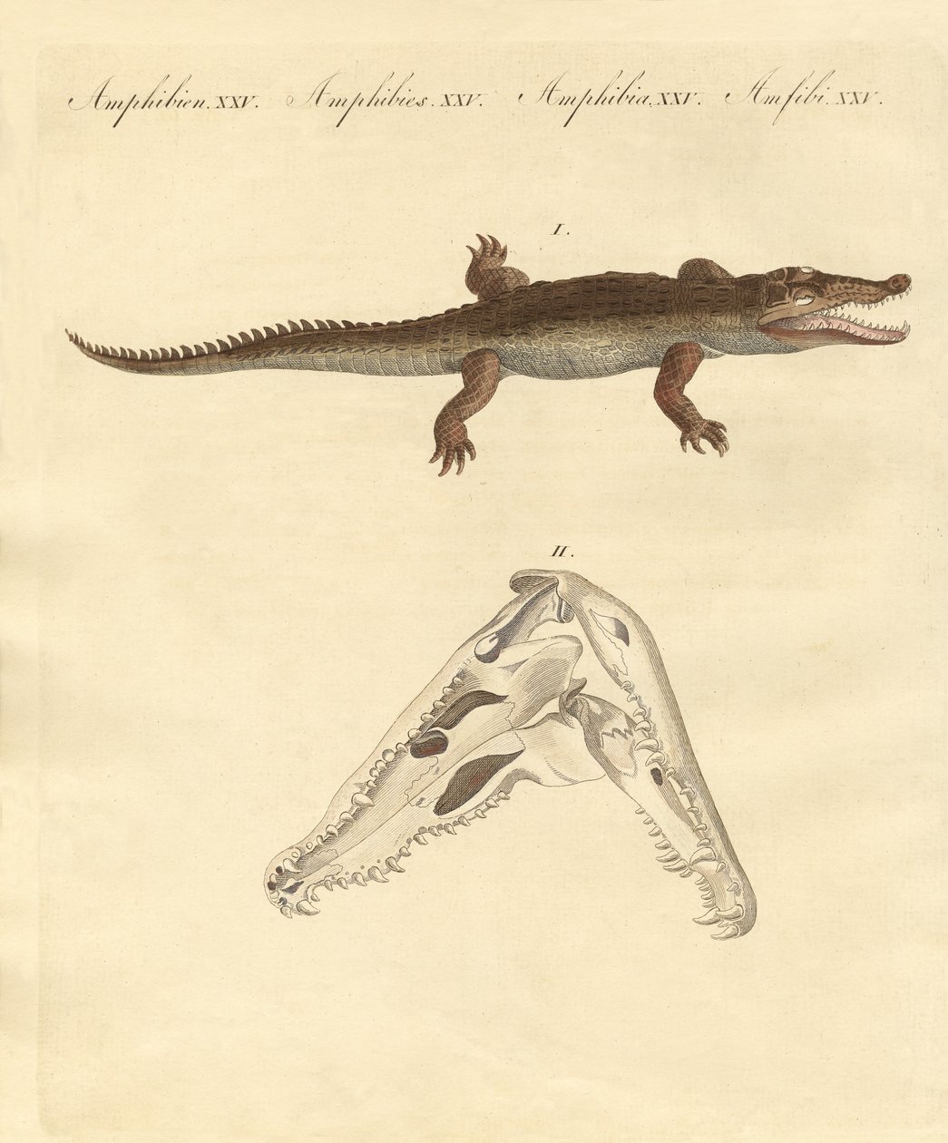 The crocodile from St. Domingo by German School