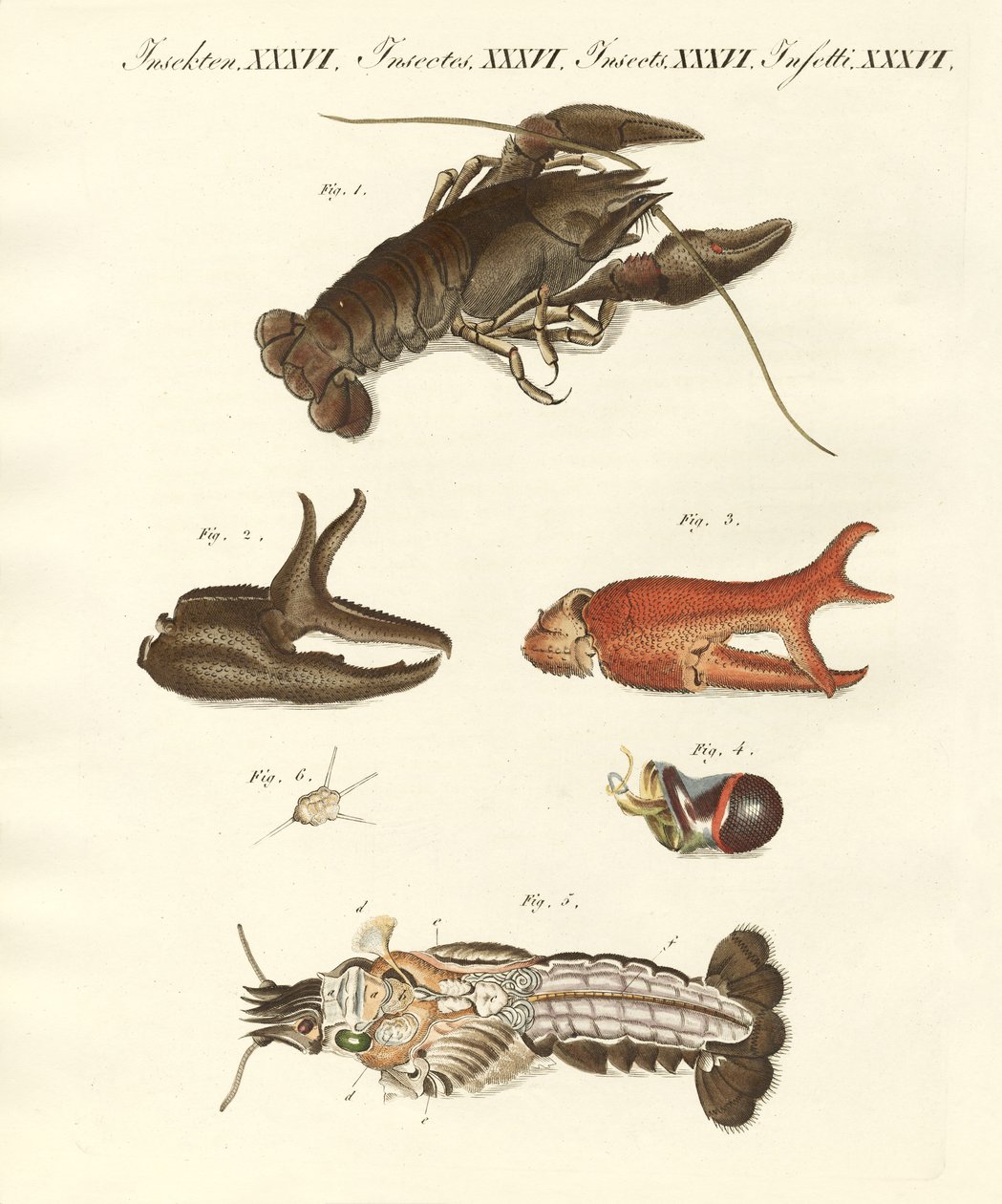 The nasty river-crab by German School