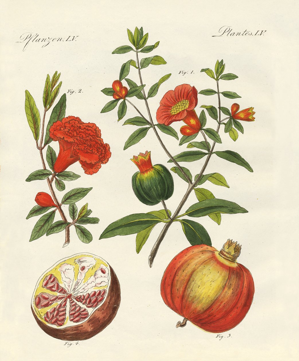 The Pomegranate by German School