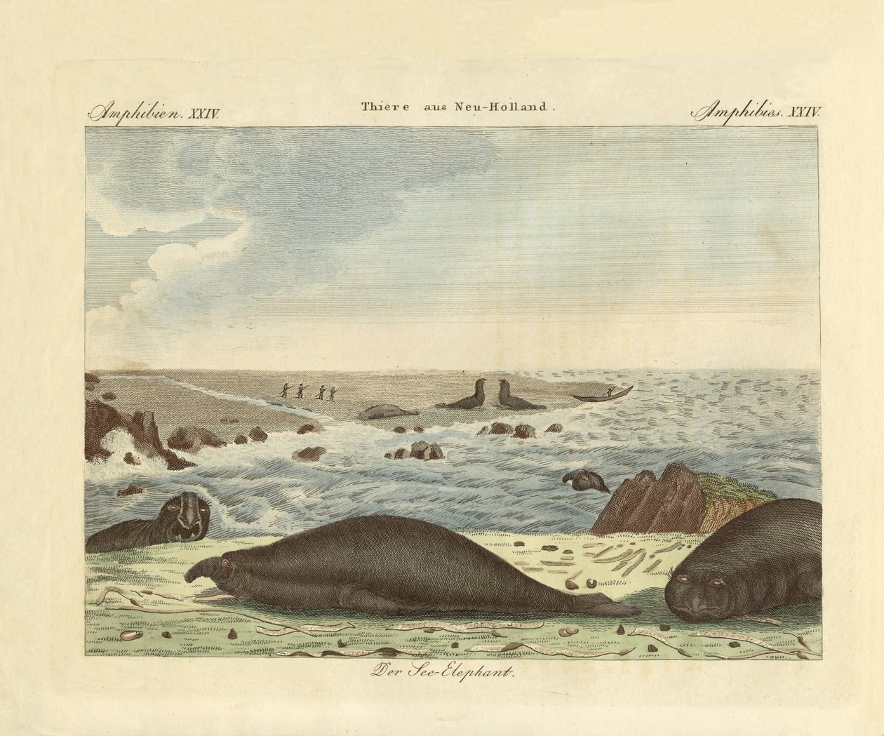 The Proboscis Seal by German School