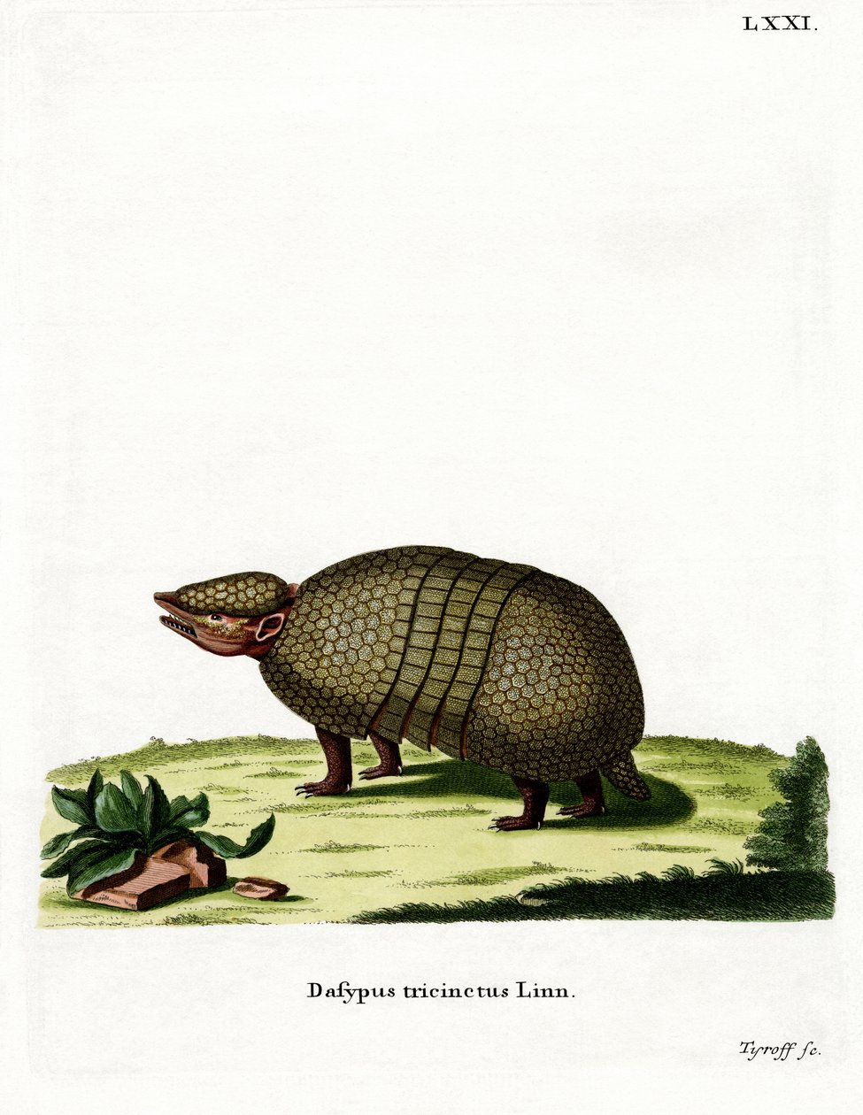 Three-banded Armadillo by German School