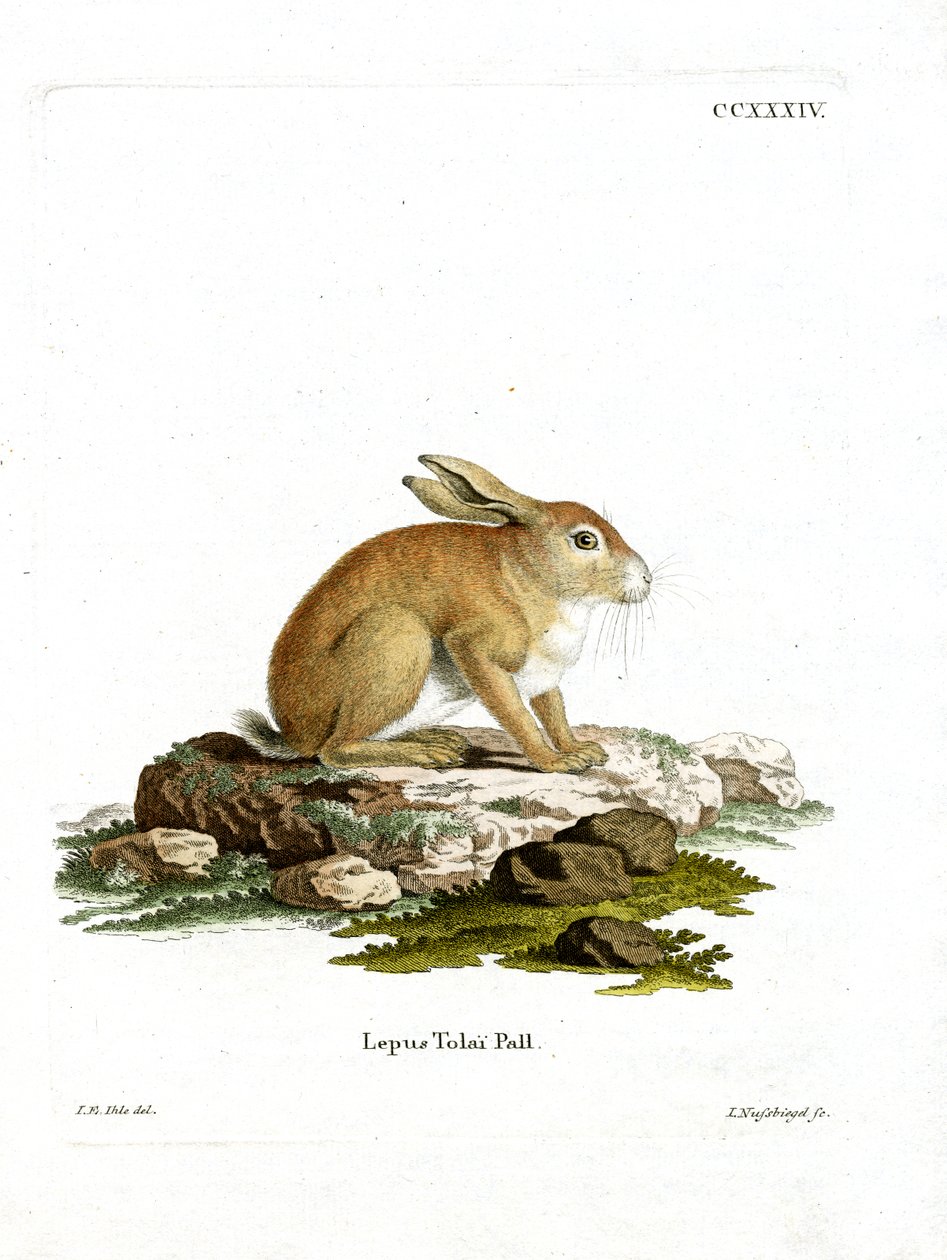 Tolai Hare by German School