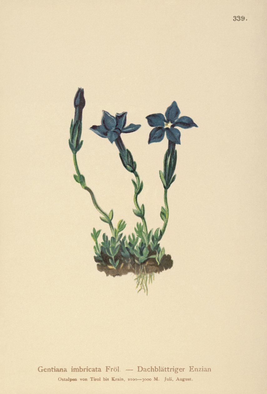 Triglav Gentian by German School