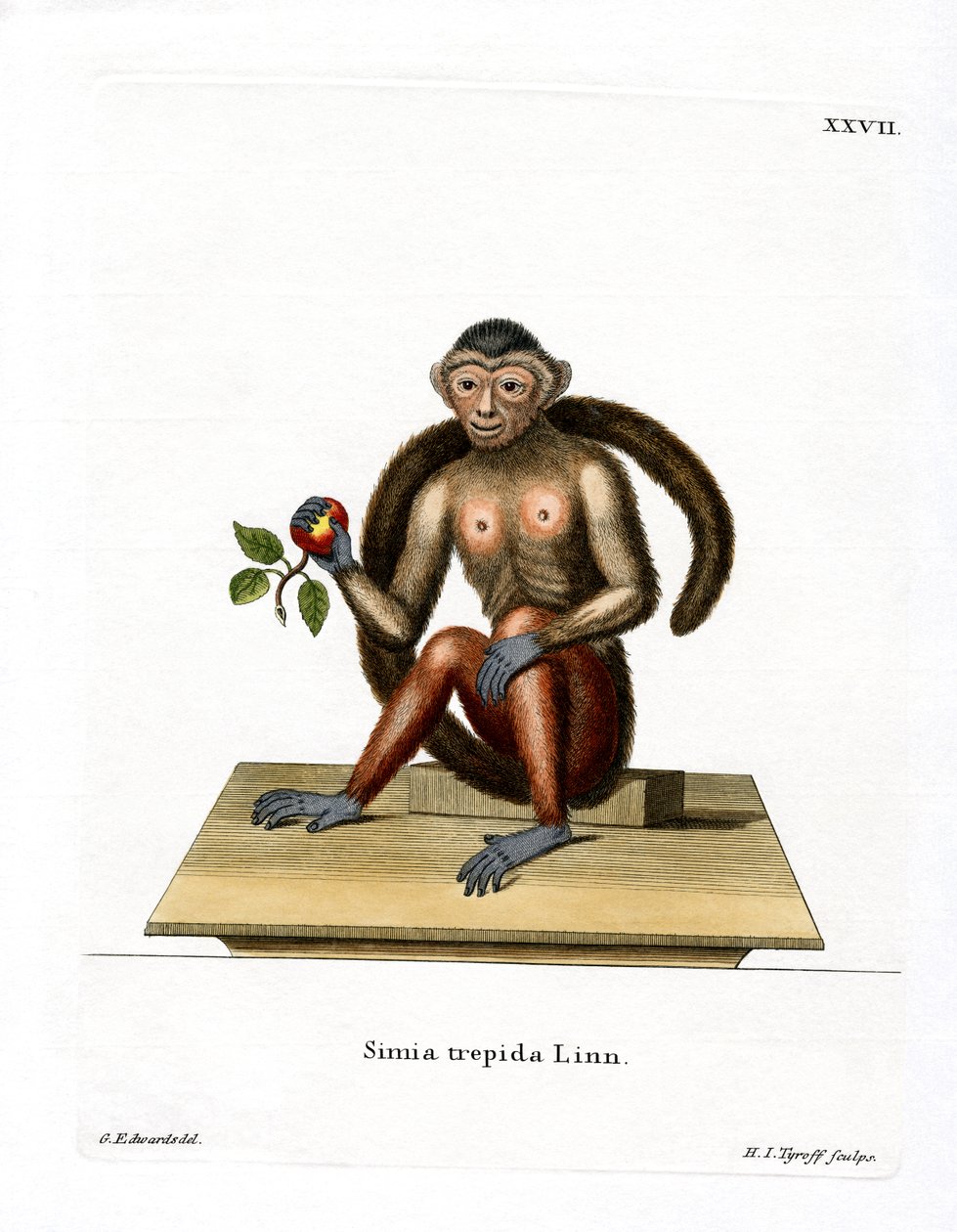 Tufted Capuchin by German School