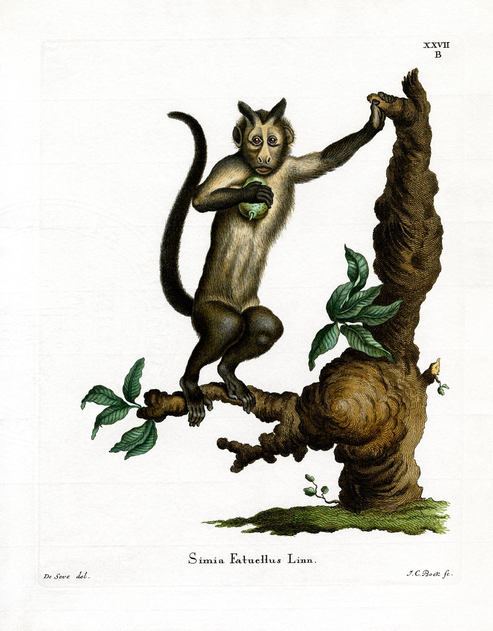 Tufted Capuchin by German School